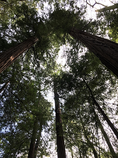 Muir Woods NM